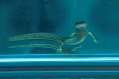 El 25% de los anfibios en España enfrenta amenaza de extinción