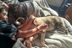 Capi, el pit bull veterano, encuentra un hogar en Oleiros