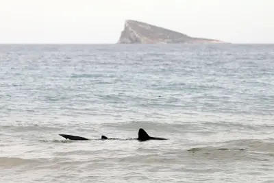 Cataluña, Alicante y Almería, esenciales para la conservación de tiburones del Mediterráneo
