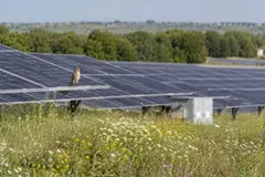 Paneles solares: refugios para aves protegidas, según investigadores