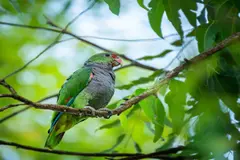 El loro pecho vinoso se recupera en Argentina gracias a la conservación local