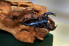 El estudio sobre escorpiones revela cómo los metales potencian sus habilidades letales