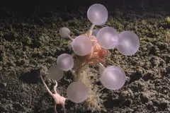 Más de 1.100 nuevas especies marinas descubiertas en un año por Ocean Census