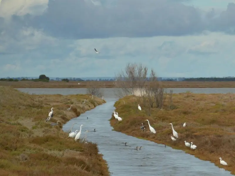 Urgente protección para Doñana: expertos alertan de un espejismo de recuperación