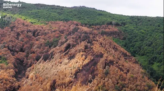 La bioenergía, clave en la prevención de incendios forestales en Europa
