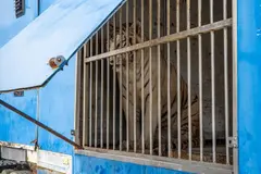 Sona, el último tigre circense, llega al santuario de Villena para su recuperación