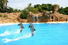 El Día Mundial de los Delfines en Cautiverio 2026 denuncia el sufrimiento de estos mamíferos