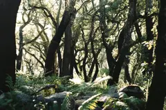 EcoSentinel: Plantas como sensores naturales para proteger bosques y prevenir incendios