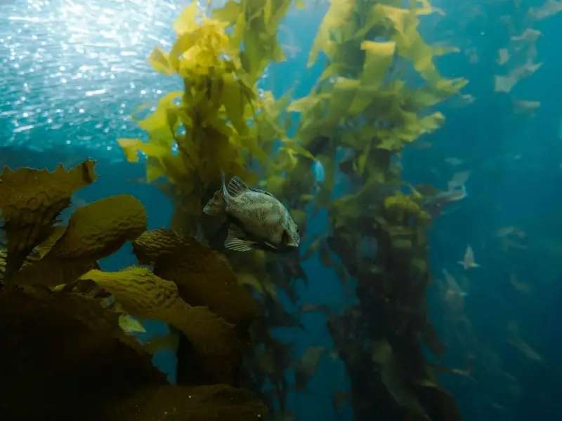 Cataluña lanza un ambicioso proyecto para restaurar ecosistemas marinos en el Mediterráneo