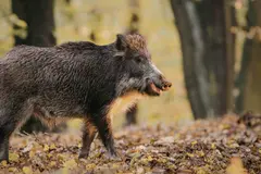 Estudio revela el impacto de los jabalíes en el suelo de un bosque protegido en Chequia