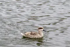 Las Tablas de Daimiel registran un aumento notable en especies de aves