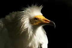 AMUS lanza un proyecto internacional para la conservación del alimoche en Europa