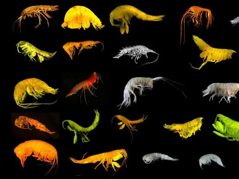 Descubrimiento de 24 nuevas especies de anfípodos en el océano profundo