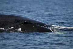 Un dron captura el nacimiento de una ballena jorobada en Australia