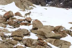 Descubren un híbrido de perro y lobo que amenaza la fauna en Ladakh y en España