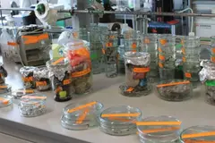 Nuevo bioplástico biodegradable y reciclable desarrollado en Alemania