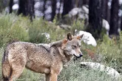 Ecologistas alertan sobre el furtivismo tras la muerte de un lobo en Zamora