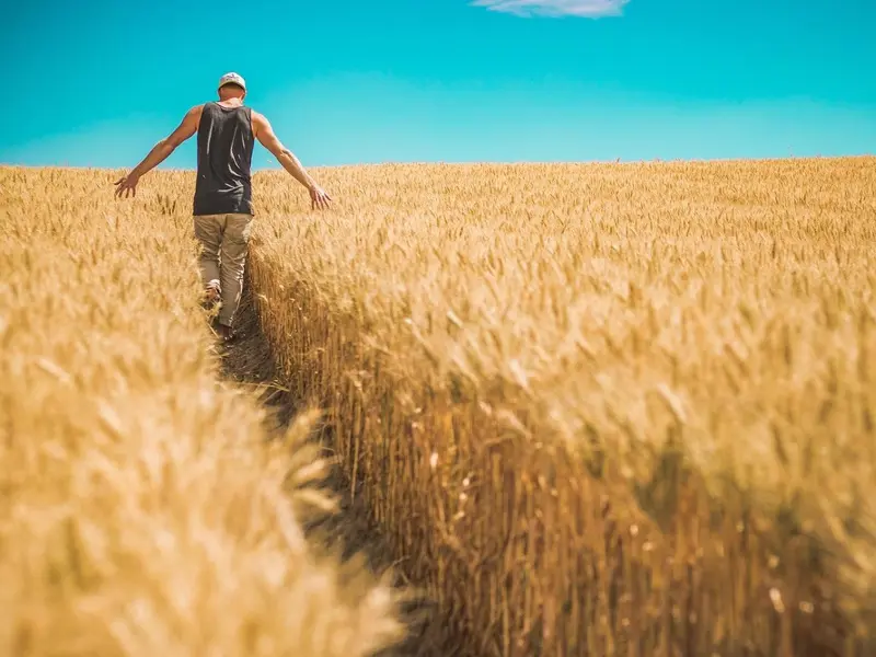 Innovación del CSIC: Feromonas como alternativa a pesticidas en agricultura