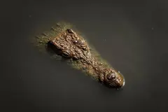 Centro de conservación en Perú asegura la sobrevivencia del cocodrilo de Tumbes en peligro crítico