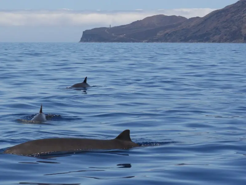 Gestión ineficaz amenaza la protección de áreas marinas en Canarias