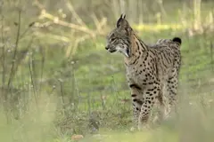 Liberación de linces en Cuenca refuerza población de lince ibérico en España