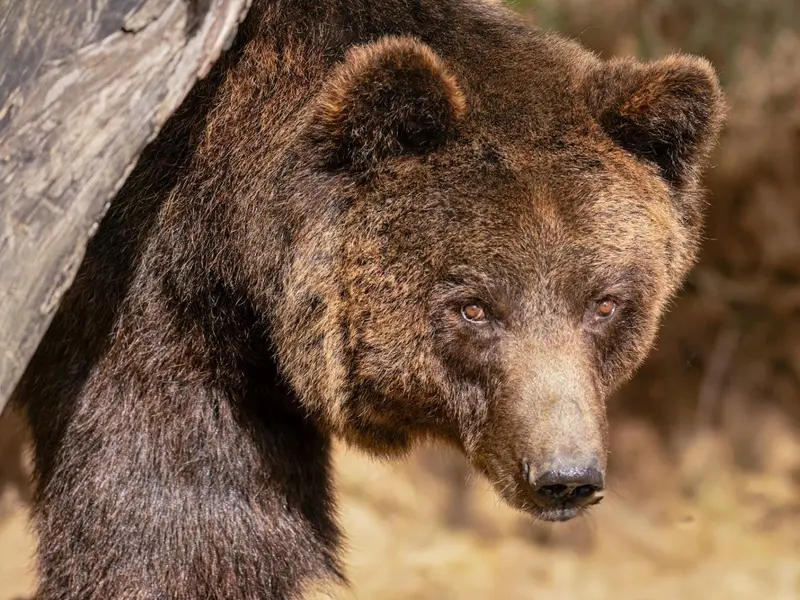 Iniciativa LoupO: convivencia entre osos, lobos y actividad rural en los Pirineos