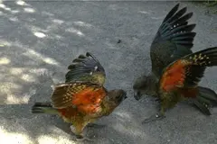 Un loro kea sin pico desafía la competencia animal y se convierte en macho alfa
