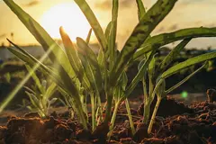 Córdoba acogerá el Foro Regenera Iberia 2026 para impulsar la agricultura sostenible