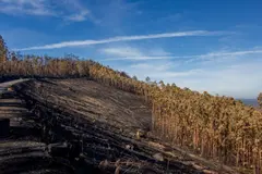Ecologistas piden prohibir pastoreo tras incendios en Asturias para evitar beneficio y frenar fuegos