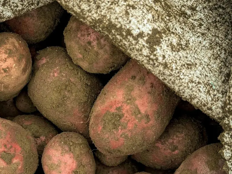 La patata morada Atsegiñe: un avance en sostenibilidad y nutrición