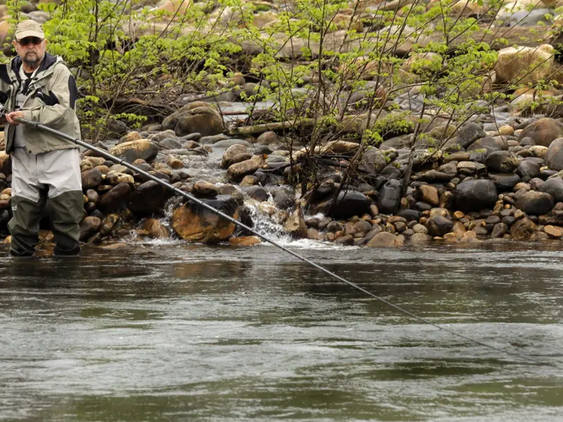 El salmón en Asturias enfrenta su temporada de pesca entre alarmantes descensos poblacionales
