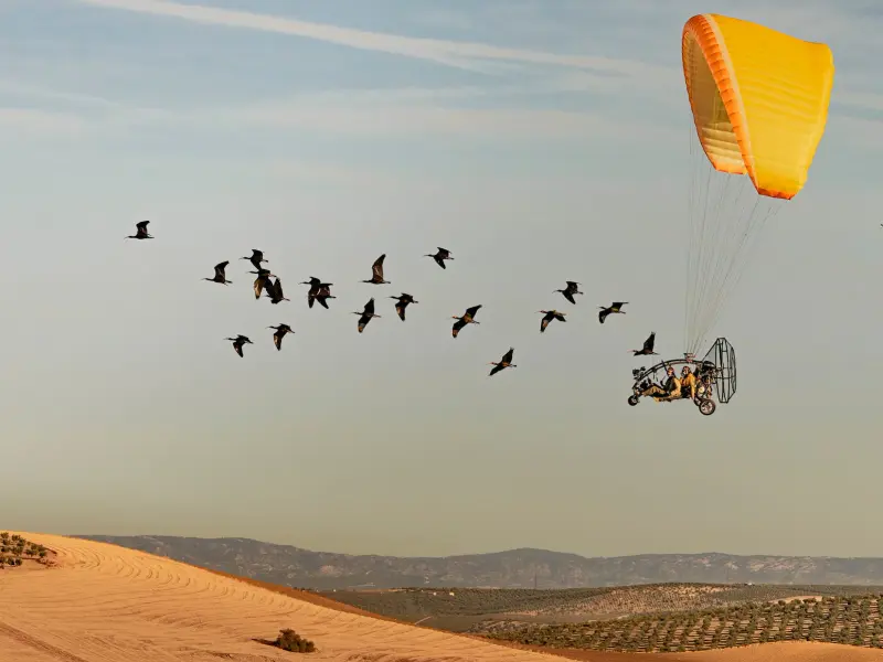 Premio de Nature a imagen de científicos siguiendo ibis eremita en Jaén