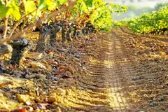 El viñedo tradicional de secano de Doñana se erige como modelo sostenible