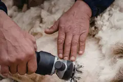 La lana de oveja se convierte en un aislante energético para viviendas en Argentina