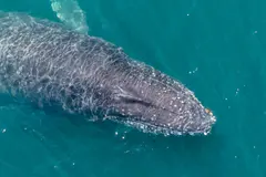 Una ballena jorobada sugiere nueva ruta migratoria entre Argentina y la Antártida