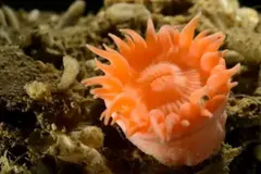 Descubiertas nuevas especies en el Ártico profundo, sorprendiendo a los científicos