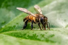 La Universidad de las Islas Baleares gana el Golden Bee Award por conservar abejas