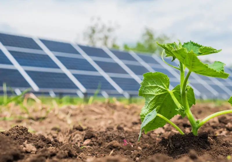La agrovoltaica: una solución solar para mejorar la agricultura europea