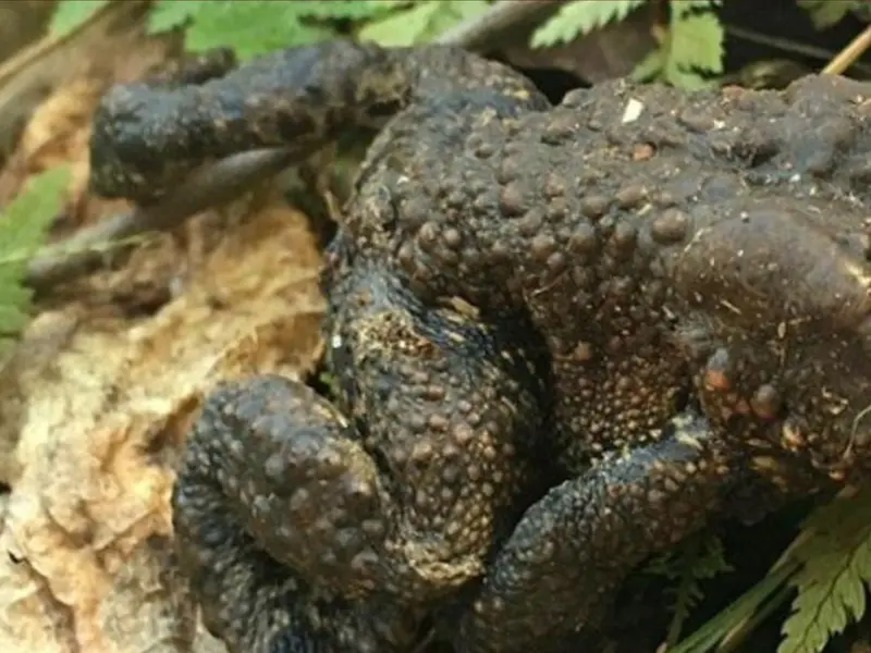 Descubren un sapo sin cara en Connecticut y se enfrentan a múltiples hipótesis sobre su sobrevivencia