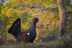 El urogallo muestra signos de recuperación gracias a la cría en cautividad y medidas de conservación