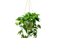 El poto: la planta de interior más eficiente para purificar el aire y refrescar el hogar