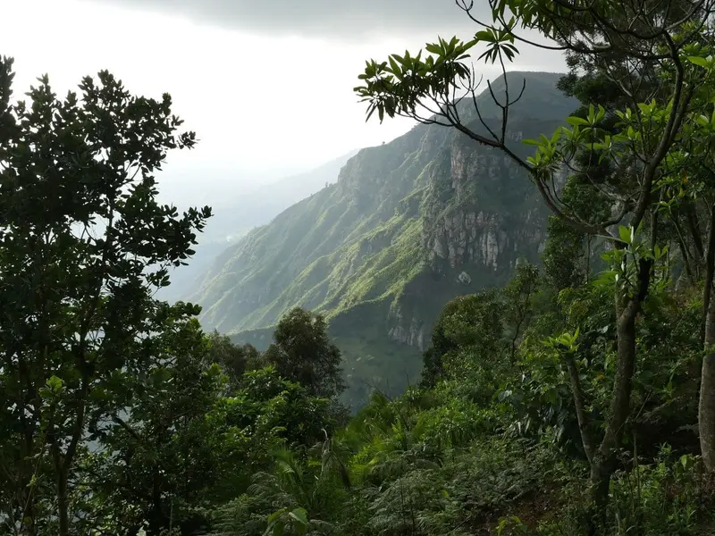 Ecosia alcanza 250 millones de árboles plantados en su compromiso climático