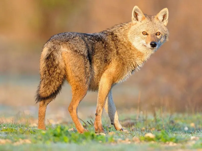 El chacal dorado podría establecerse en España tras el declive del lobo