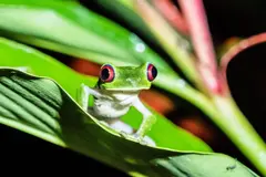 Nicaragua exporta casi 30,000 animales exóticos en 2026 bajo estándares CITES