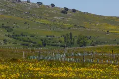 La agricultura regenerativa podría reducir a la mitad la escorrentía en Valencia