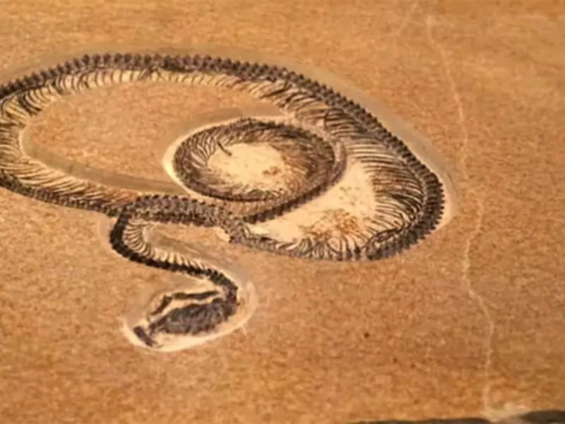 Descubren fósil de serpiente de 15 metros en India, hace 47 millones de años