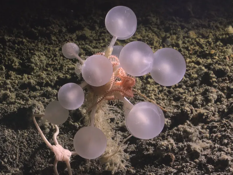 Más de 1.100 nuevas especies marinas descubiertas en un año por Ocean Census