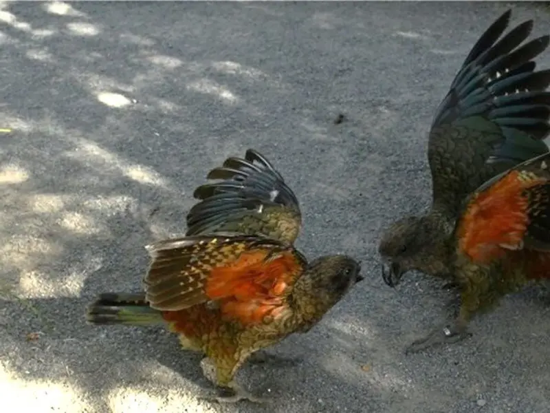 Un loro kea sin pico desafía la competencia animal y se convierte en macho alfa