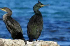 Primera eclosión en directo del cormorán moñudo en España desde Galicia