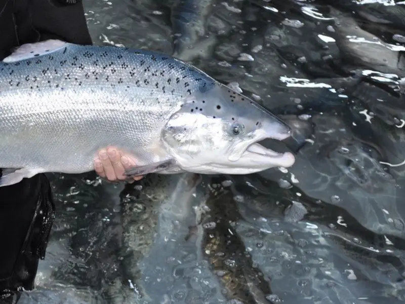 Urgente protección del salmón atlántico en Galicia ante su posible extinción